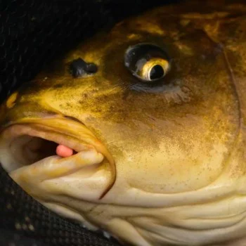 Неутрални дъмбели DYNAMITE BAITS Mini Hookbaits Speedy's Wowser 3mm