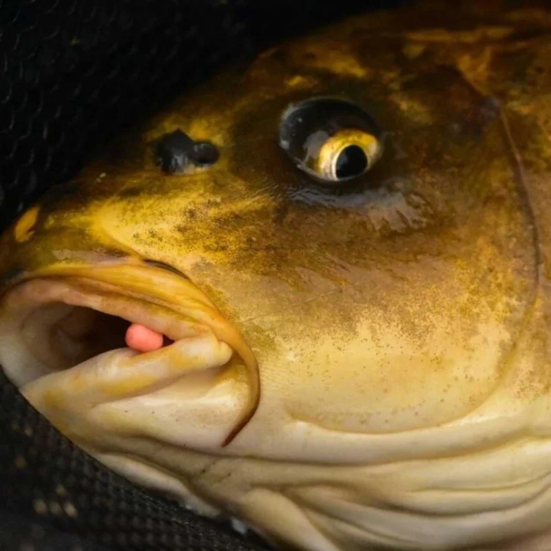 Неутрални дъмбели DYNAMITE BAITS Mini Hookbaits Speedy's Washters 3mm