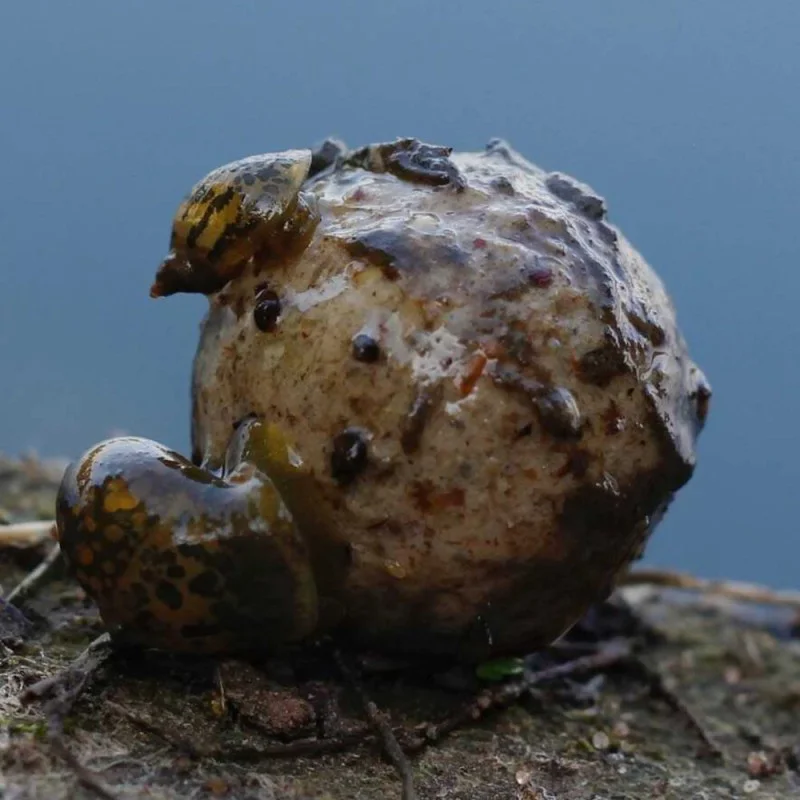 Протеинови топчета DYNAMITE BAITS Peppered Squid Boilies 26mm 1kg