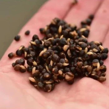 Коноп DYNAMITE BAITS Frenzied Garlic Hempseed 700g