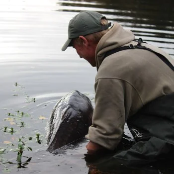 Плуващи DYNAMITE BAITS Red-Amo Pink Fluro Pop-Up