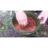 Протеинови топчета DYNAMITE BAITS The Crave Boilies 1kg