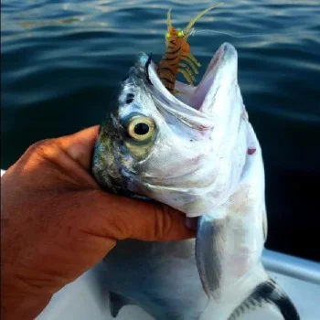 Силиконова примамка ECOODA Live Shrimp Sinking 50mm 3.5g