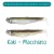 Kaki - Macchiato - - КОД : BM1310 