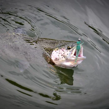 Силиконова примамка FISHUP Diving Bug 2 inch