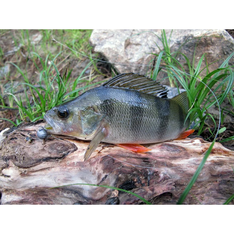 Силиконова примамка FISHUP Wizzy 1.5 inch