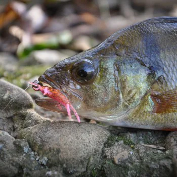 Силиконова примамка FISHUP Stonefly 0.75 inch