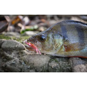 Силиконова примамка FISHUP Stonefly 0.75 inch