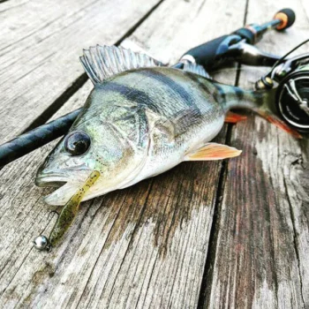 Силиконова примамка FISHUP Tiny 1.5 inch