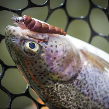 Силиконова примамка FISHUP Yochu 1.7 inch Cheese Taste