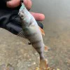 Силиконова примамка FISHUP Aji Tanta 1.3 inch