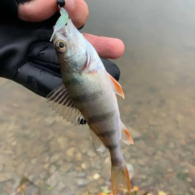 Силиконова примамка FISHUP Aji Tanta 1.3 inch