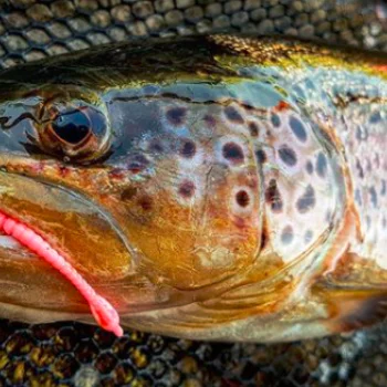 Силиконова примамка FISHUP ARW Worm 2 inch