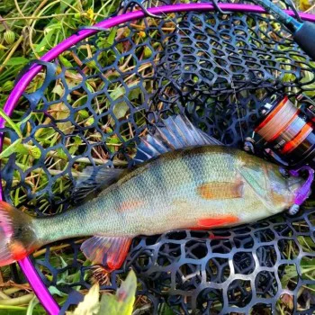 Силиконова примамка FISHUP Catfish 3 inch