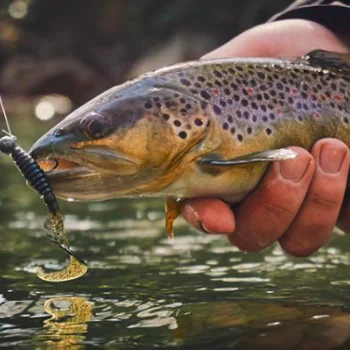 Силиконова примамка FISHUP Fancy Grub 2.5 inch