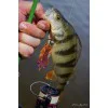 Силиконова примамка FISHUP Real Craw 1.5 inch