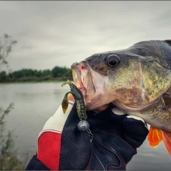 Силиконова примамка FISHUP Real Craw 1.5 inch
