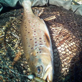 Силиконова примамка FISHUP Scaly 2.8 inch Cheese Taste