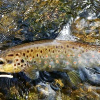 Силиконова примамка FISHUP Scaly FAT 3.2 inch