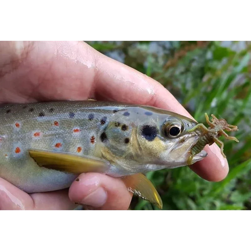 Силиконова примамка FISHUP Stonefly 0.75 inch