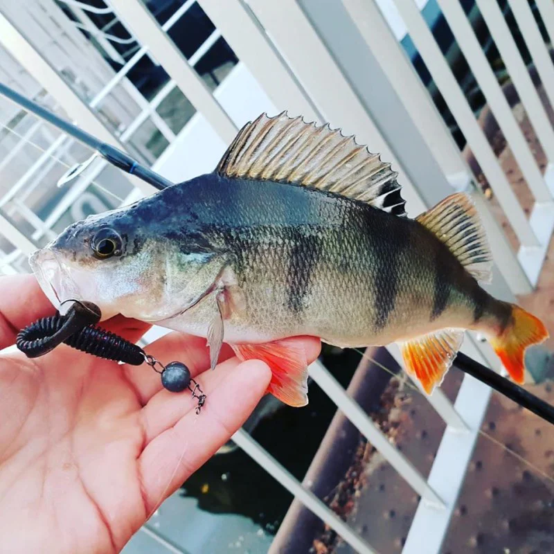 Силиконова примамка FISHUP U-Shad 2 inch