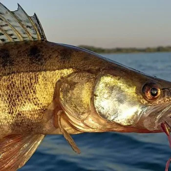 Силиконова примамка FISHUP Vipo 2.8 inch