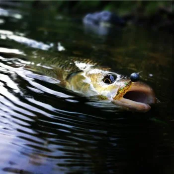 Силиконова примамка FISHUP Wizzy 1.5 inch