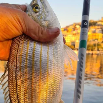 Болонеза ITALICA Aria Evolution Medium 6.00m