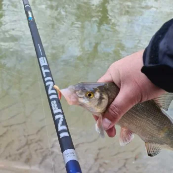 Болонеза ITALICA Infinite Medium 7m