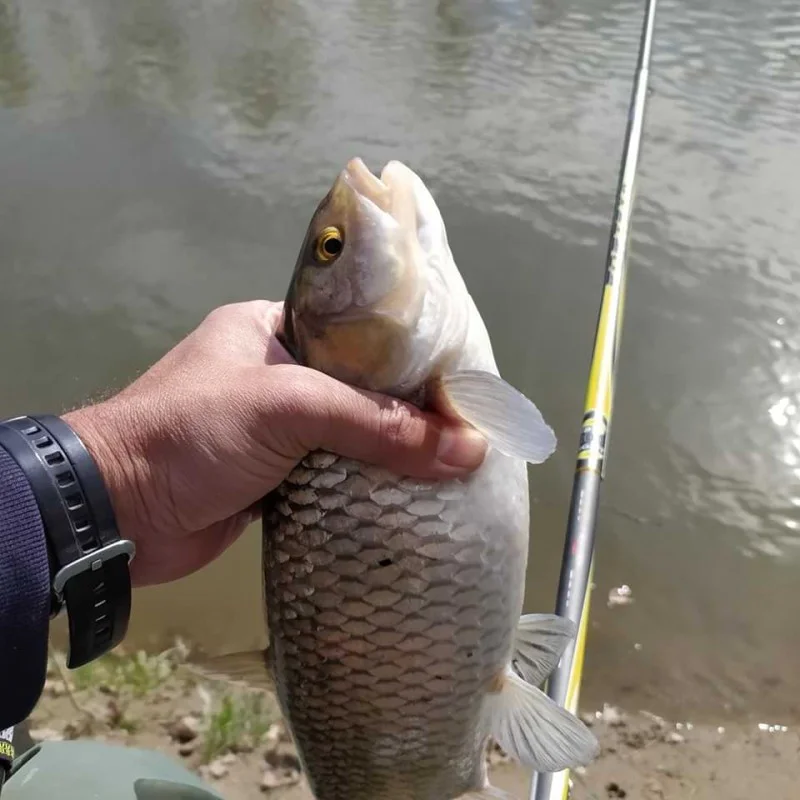 Болонеза ITALICA Fortexa FBS Light 5m