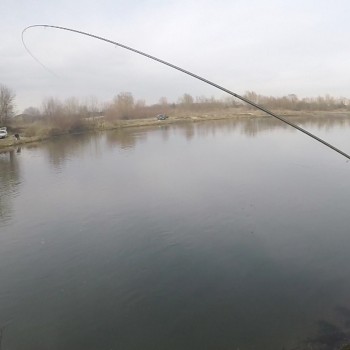 Болонеза ITALICA Aria Bolo Medium 6m