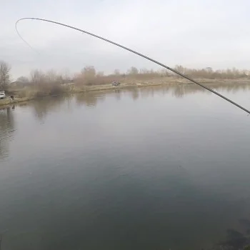 Болонеза ITALICA Aria Bolo Medium 6m