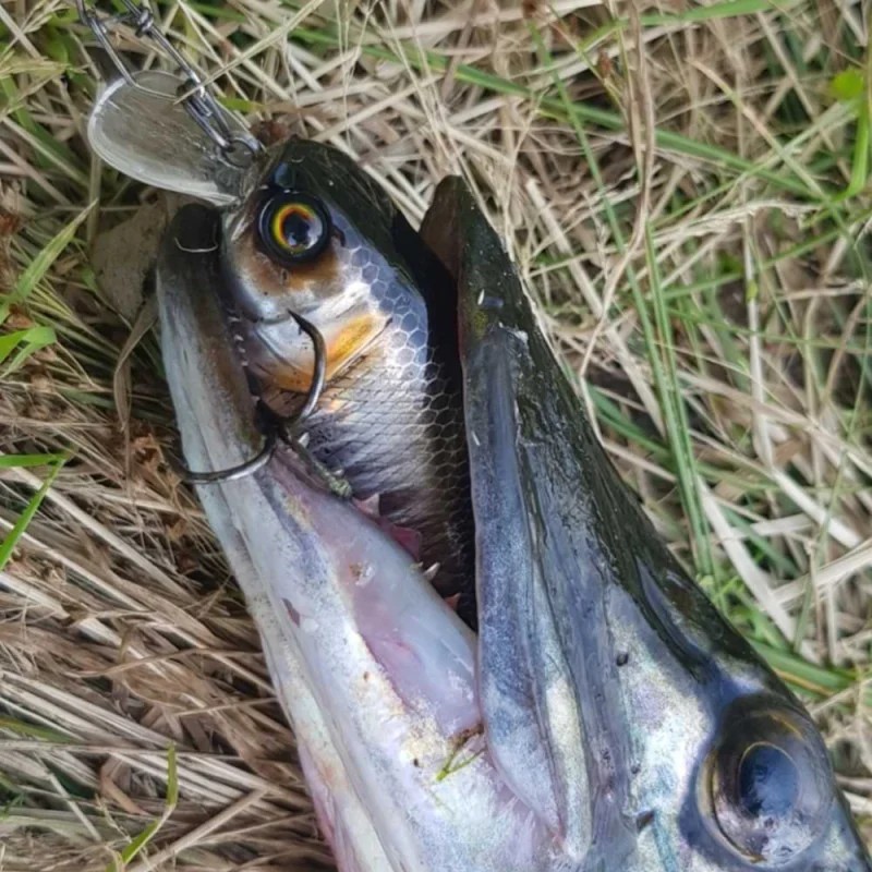 Воблер JACKALL 10cc 50F 50mm 9.5g Floating