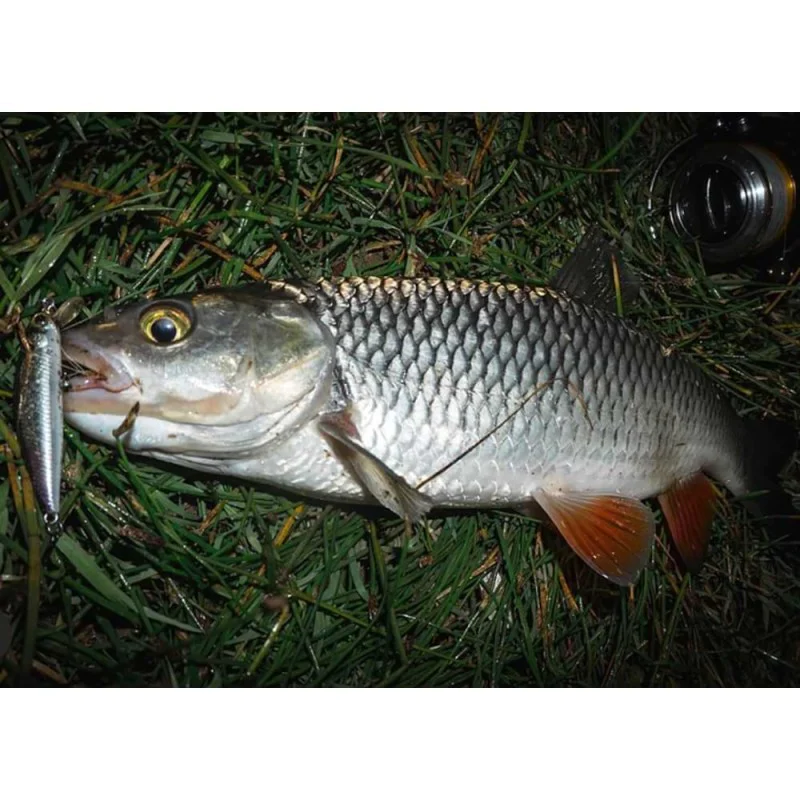 Воблер JACKALL Flat Fly 50SP 50mm 2.3g Suspending