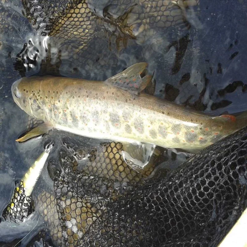 Воблер JACKALL Flat Fly 50SP 50mm 2.3g Suspending