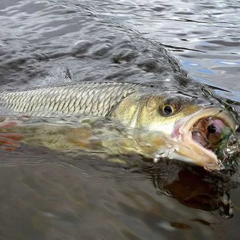 Воблер JACKALL Chubby 38F MR 38mm 4.2g Floating