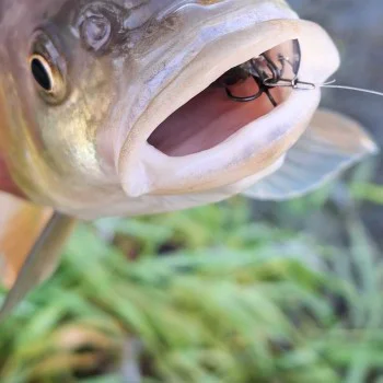 Воблер JACKALL Diving Chubby Minnow 35SP 35mm 2.7g Suspending