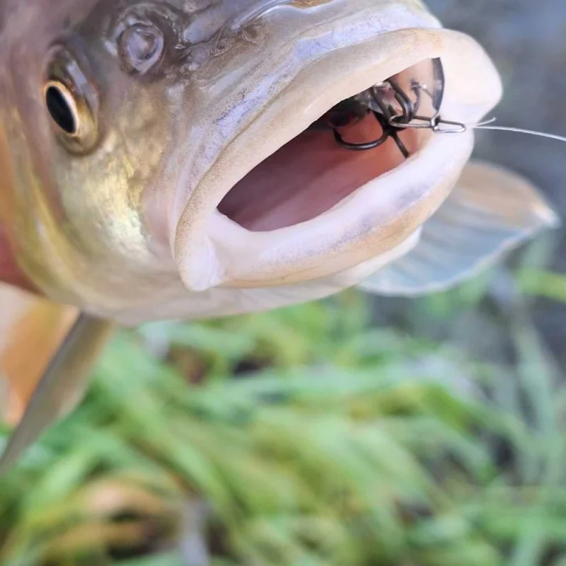 Воблер JACKALL Diving Chubby Minnow 35SP 35mm 2.7g Suspending