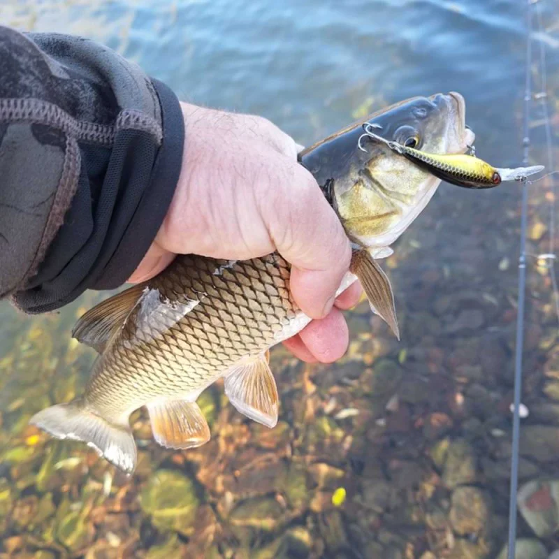 Воблер JACKALL Diving Chubby Minnow 35SP 35mm 2.7g Suspending