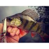 Воблер JACKALL Soul Shad 52SP 4.0g 52mm