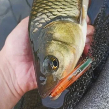 Воблер JACKALL Chubby Pencil 55F 55mm 3.1g Floating