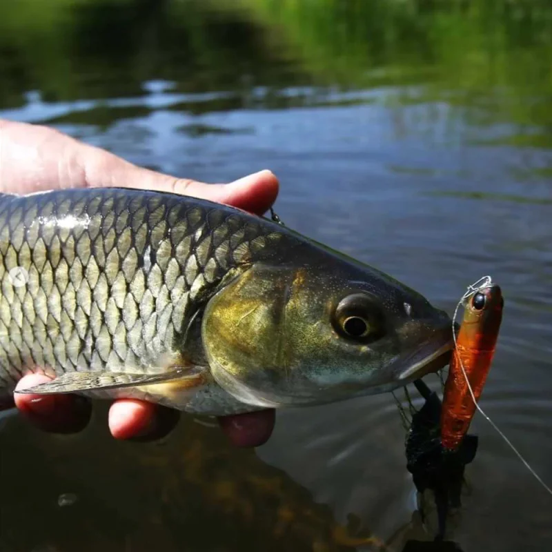 Воблер JACKALL Chubby Pencil 55F 55mm 3.1g Floating