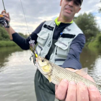 Воблер JACKALL Micro Tappy 54mm 4.8g Floating