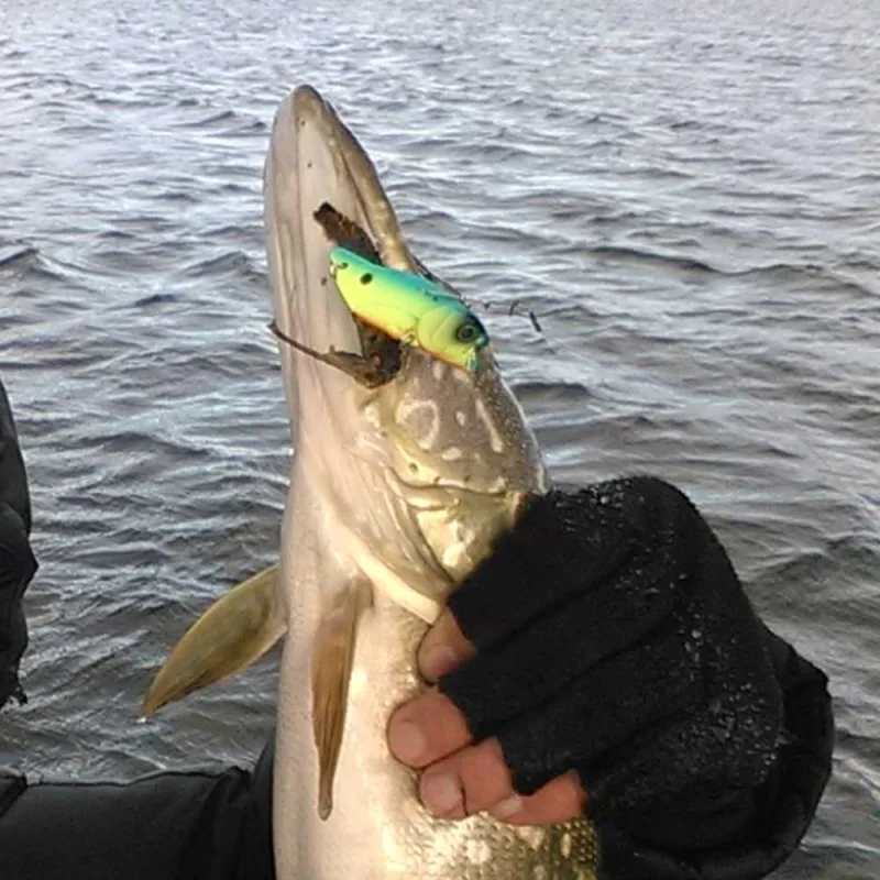 Цикада JACKALL Knockin' Jaw 46mm 7g Sinking