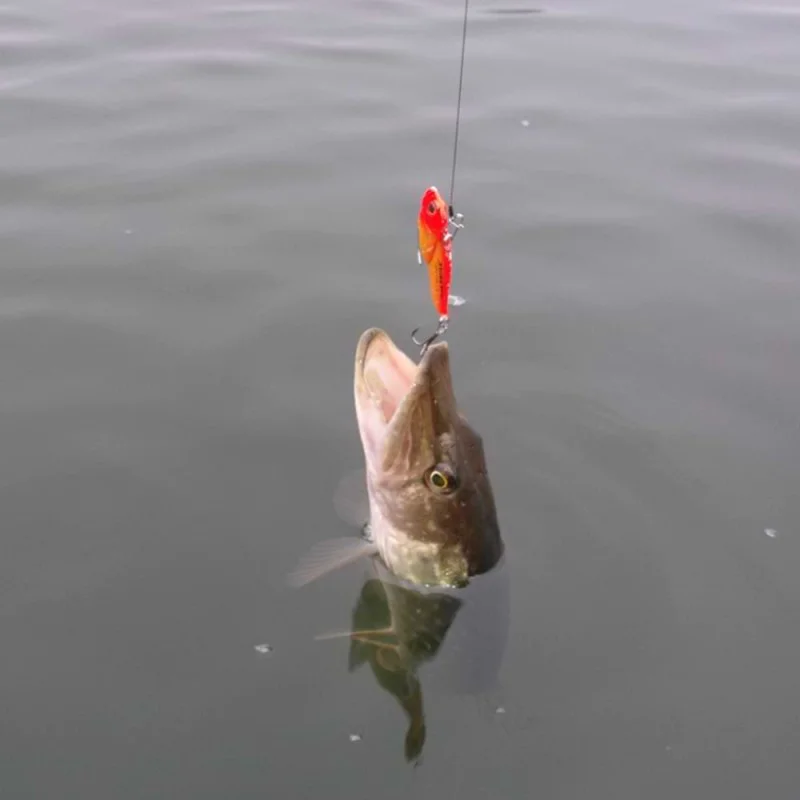 Цикада JACKALL Knockin' Jaw 46mm 7g Sinking