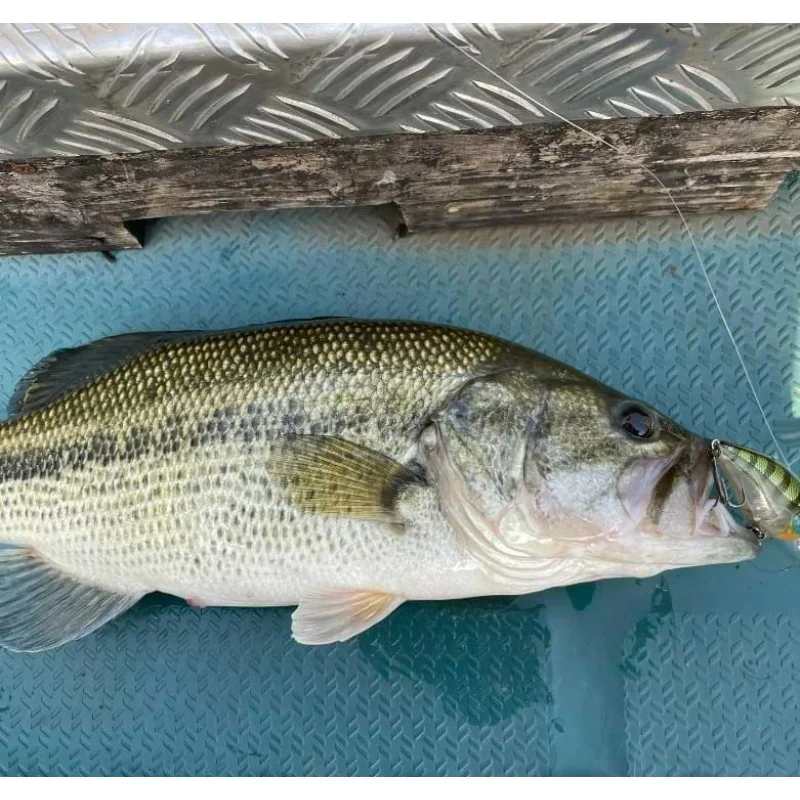 Воблер JACKALL Digle 2+ 62mm 14.3g Floating