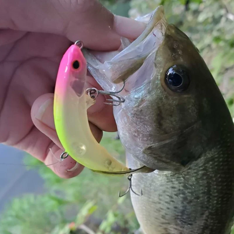 Воблер JACKALL PikuPiku 78mm 4.9g Floating