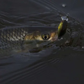 Воблер JACKALL Chubby 41F SSR 41mm 5.7g Floating