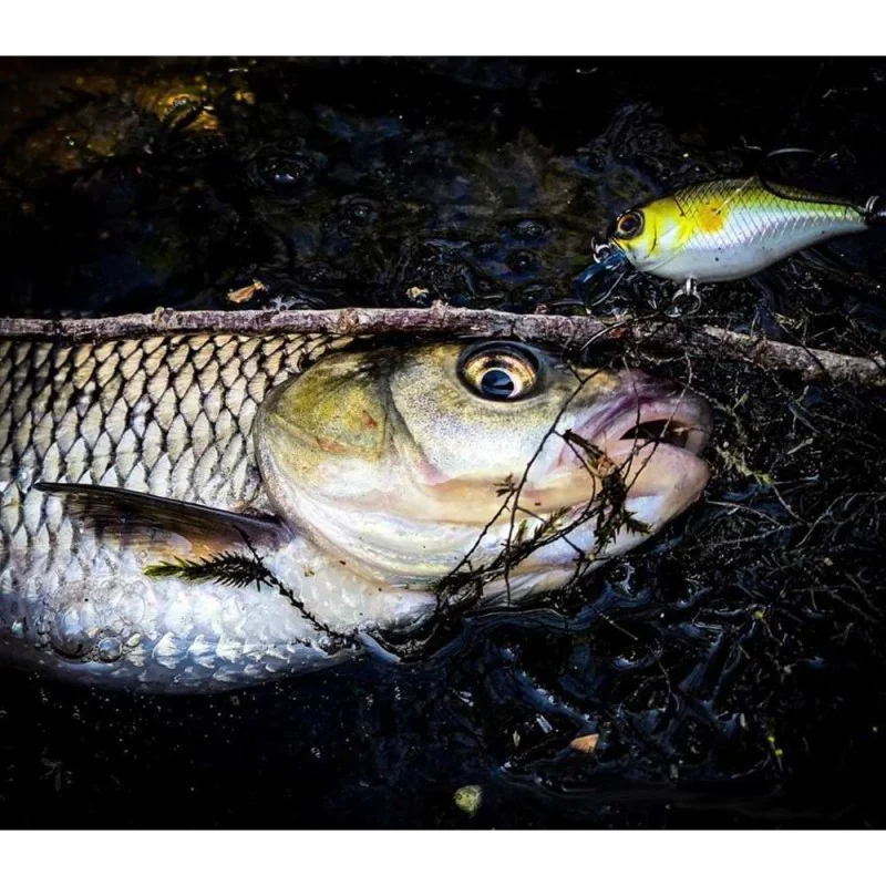 Воблер JACKALL Chubby 41F 41mm 5.5g Floating