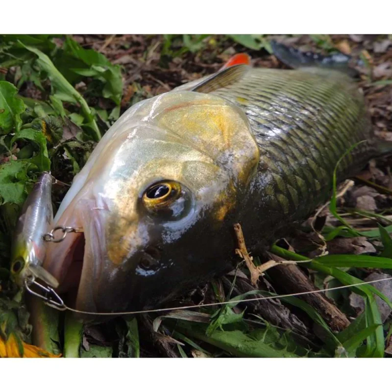 Воблер JACKALL Tiny Fry 38SP 38mm 1.5g Suspending